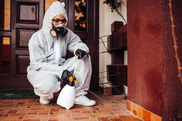 Reliable Wasp Removal contractor in Madison, IL by Show Me Pest Control